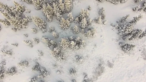 Frozen forest aerial Stock Footage 77503719