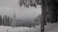 Frozen Forest Amazing Winter Teenagers Skiing Snowboarding Riding Jumping People HD Footage