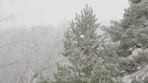 Frozen forest in autumn. Static video Stock Footage 298025934