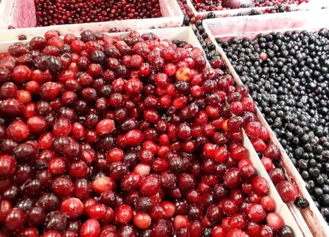 Frozen forest berries in plastic boxes Stock Photos