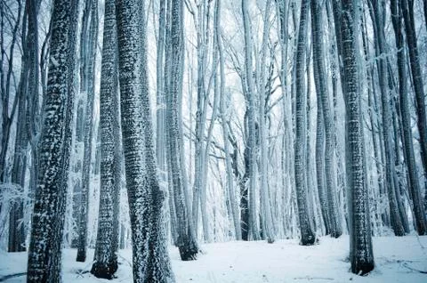 Frozen forest in cold winter with snow 스톡 사진