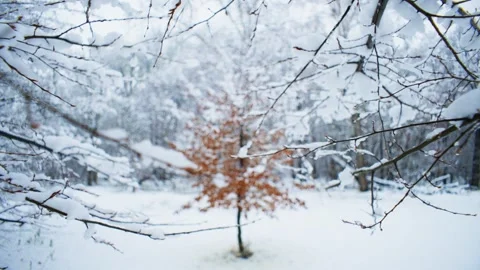 A Frozen Forest Covered in Fresh Snow for Festive Inspiration Video stock 296404434