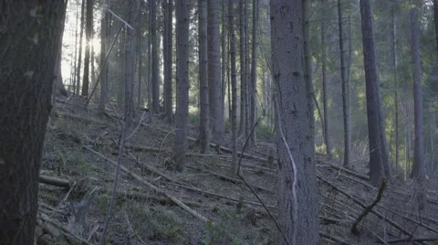 FROZEN FOREST DOLLY Stock Footage 68859312