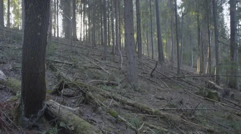 FROZEN FOREST DOLLY Stock Footage 68859356