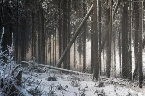Frozen forest during sunset Stock Photos