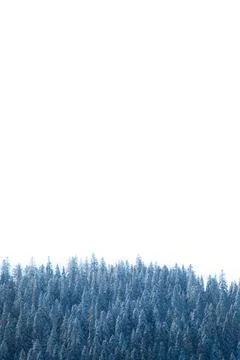 Frozen forest during the winter Stock Photos