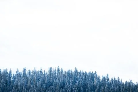 Frozen forest during the winter Stock-Fotos