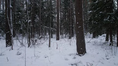 Frozen Forest Featuring Towering Trunks And Subdued Color Scheme, Majestic Trees Stock Photos
