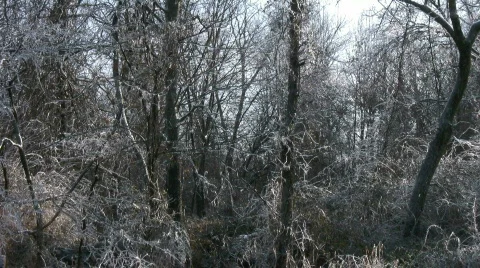 Frozen Forest Stock Footage 839076