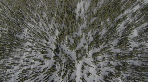 Frozen Forest Stock Footage 41618457