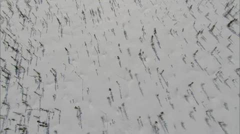 Frozen Forest Stock Footage 41619514