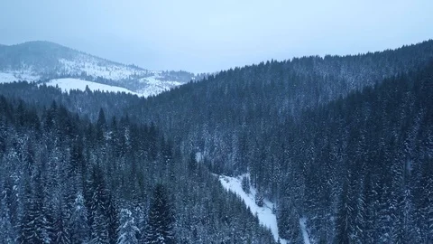Frozen Forest Stock Footage 125051461