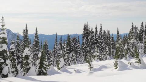 Frozen Forest Stock-Footage 315114825