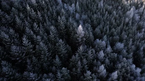 Frozen forest landscape during the winter sunrise. Aerial 4K drone video Stock Footage 296550611
