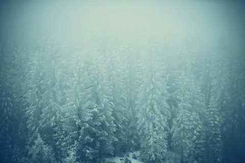 Frozen forest landscape Stock Photos