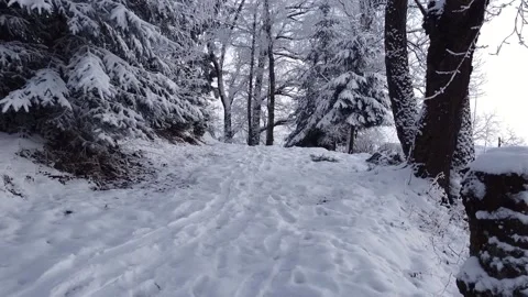 Frozen forest with a narrow path and tracks in the snow Video stock 167705047