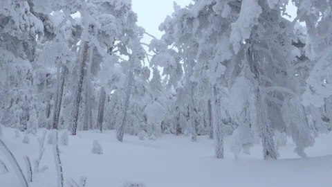 Frozen forest. Nature background Stock Footage 86220078