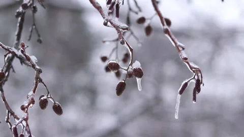 Frozen forest, phenomenon of freezing rain Stock Footage 327805481