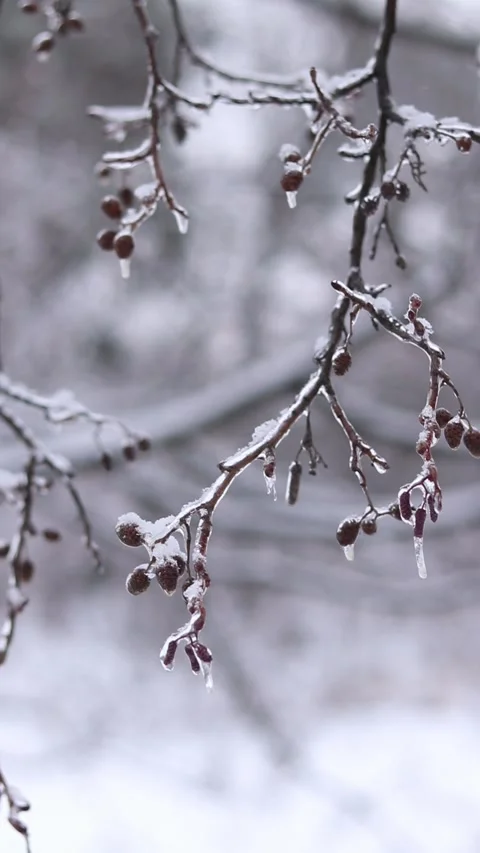 Frozen forest, phenomenon of freezing rain Stock Footage 327805507