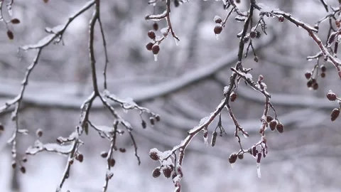 Frozen forest, phenomenon of freezing rain Stock Footage 327805510