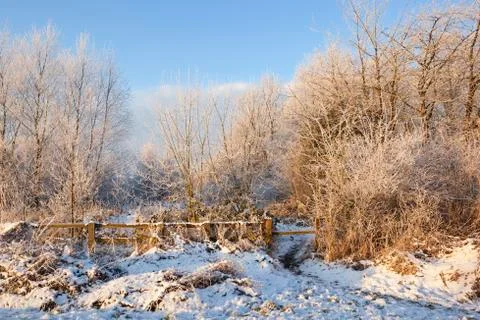 Frozen forest Stock Photos