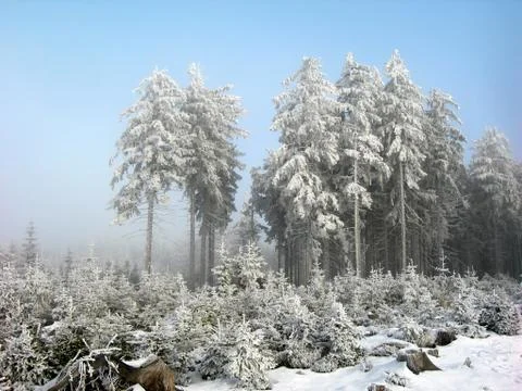 Frozen forest Stock Photos