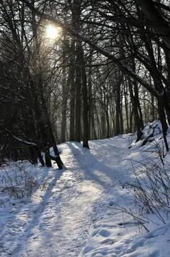 Frozen forest Stock Photos