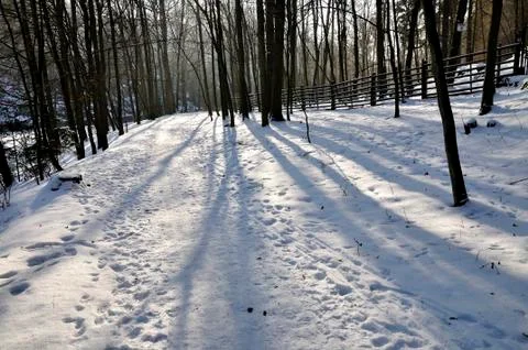 Frozen forest Stock Photos