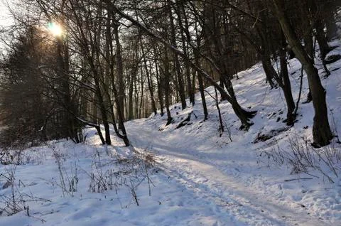 Frozen forest Stock Photos
