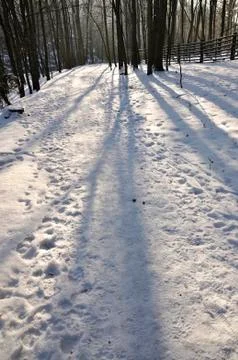 Frozen forest Stock Photos