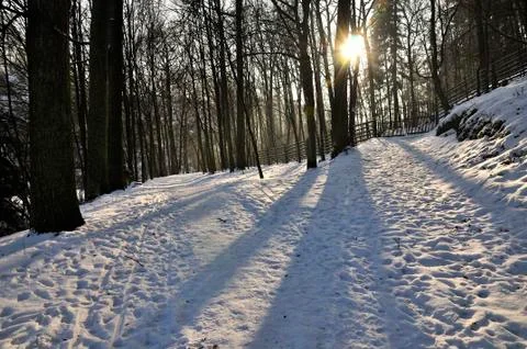 Frozen forest Stock Photos