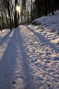 Frozen forest Stock Photos