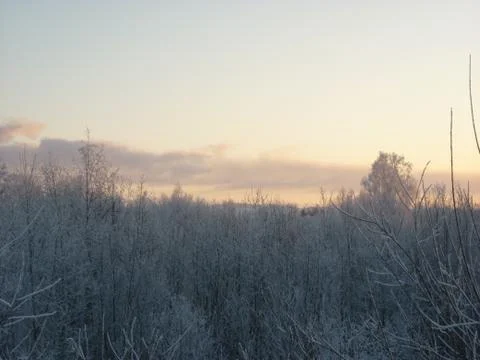 Frozen forest. Stock Photos