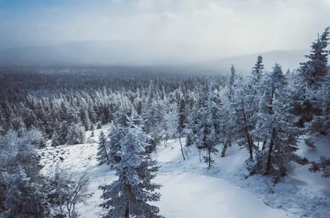 Frozen forest Stock Photos