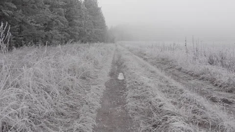Frozen forest road Stock Footage 293942605