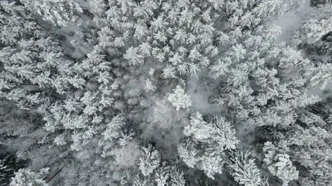 Frozen forest with snow covered trees. Stock Footage 168571176