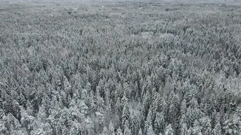 Frozen forest with snow covered trees. Stock Footage 168571312