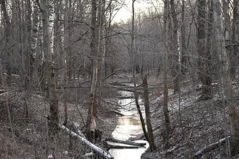 A frozen forest stream in the middle of an autumn forest Stock Photos