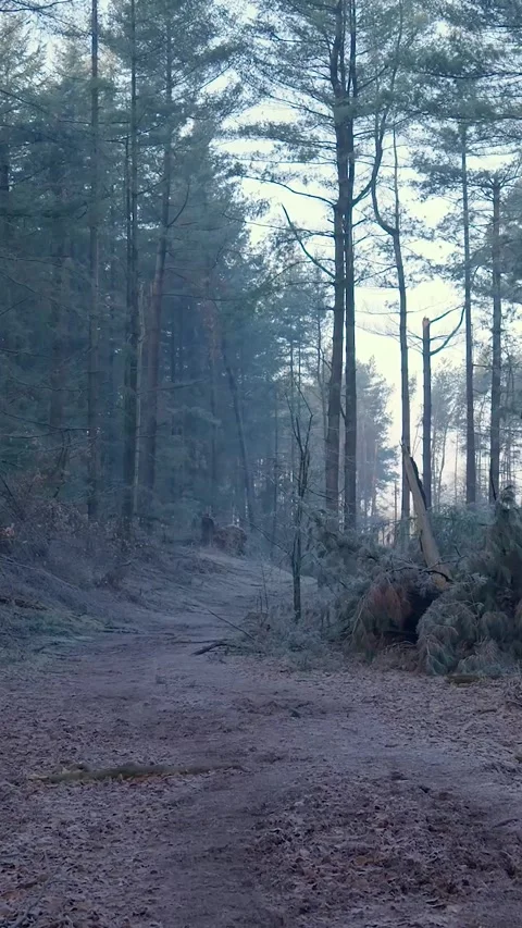 Frozen forest trail on a cold winter morning Stock Footage 327114498