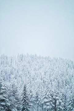 Frozen Forest with Trees Covered with Snow Stock Photos