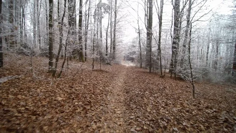 Frozen forest walk in winter Stock Footage 101709916