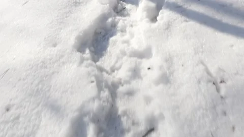 Frozen forest walk by winter slow-mo Stock Footage 88391773