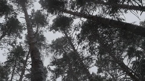Frozen forest at winter. Aerial view. Stock Footage 134934588