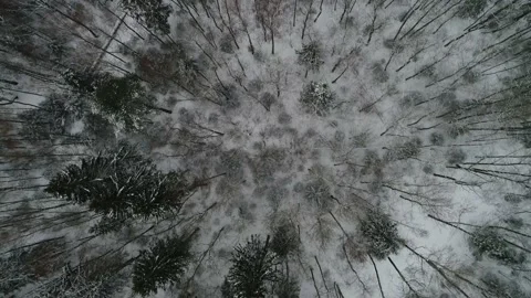 Frozen forest at winter. Flight above winter forest with snow covered trees 動画素材 151859764