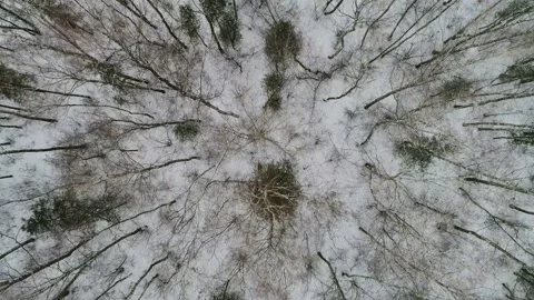 Frozen forest at winter. Flight above winter forest with snow covered trees Video stock 153130024