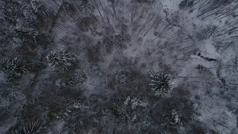 Frozen forest at winter. Flight above winter forest with snow covered trees Video stock 153758555