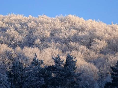 Frozen forest at winter Stock Photos