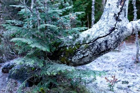 Frozen forest in winter Stock Photos
