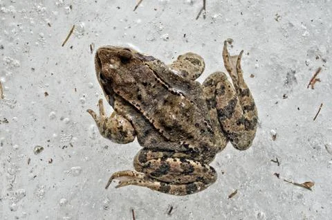 Frozen frog blocked in the ice Stock Photos
