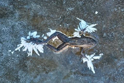 Frozen frog on ice Stock Photos